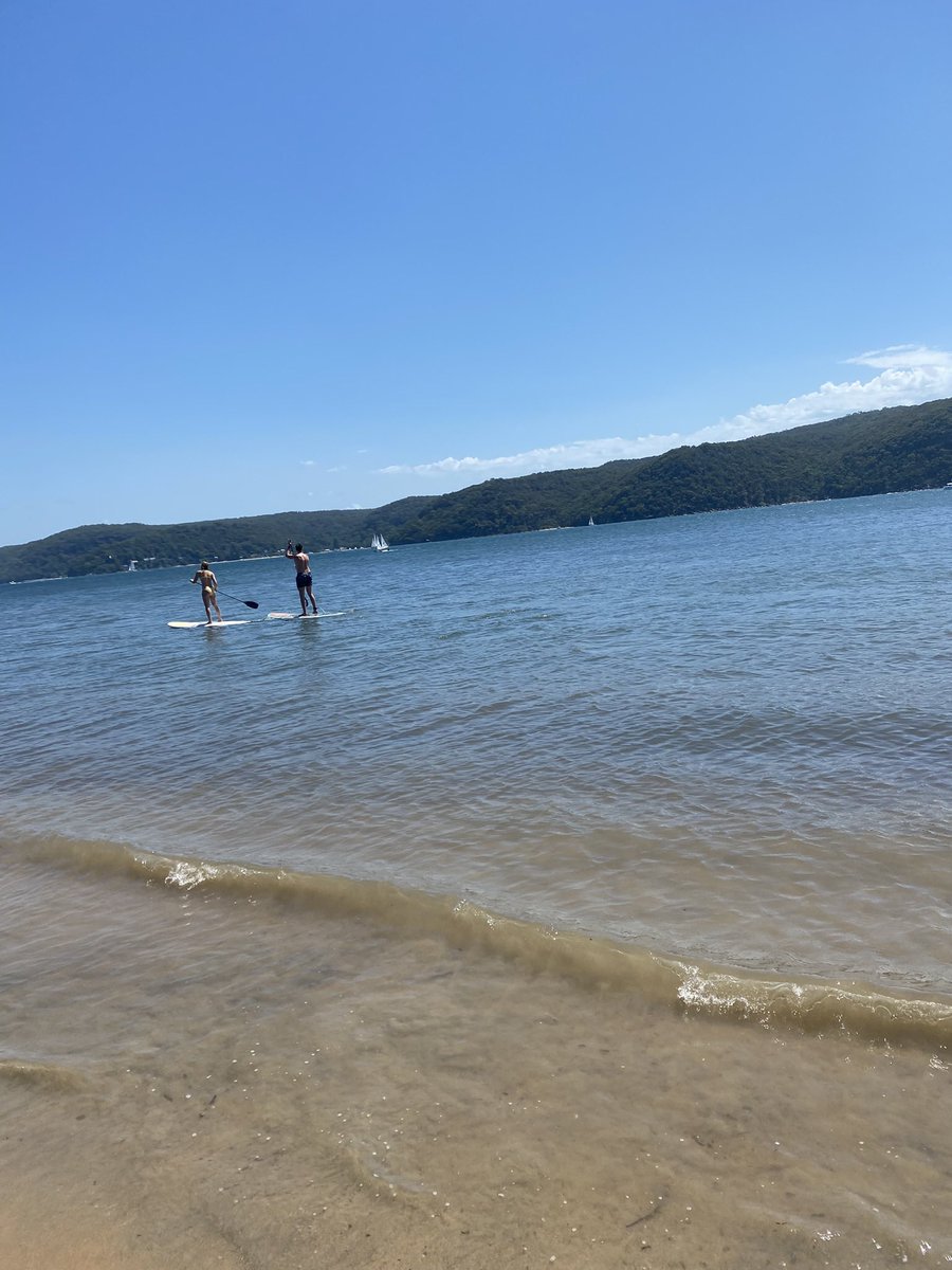 CatherineActive's tweet photo. Kayaking in Pittwater near Palm Beach. Paddling from 10am to 3:30pm. A medium sized water dragon paid us a visit when we were having lunch. It was wanting food from us. https://t.co/mcyoy6utQB