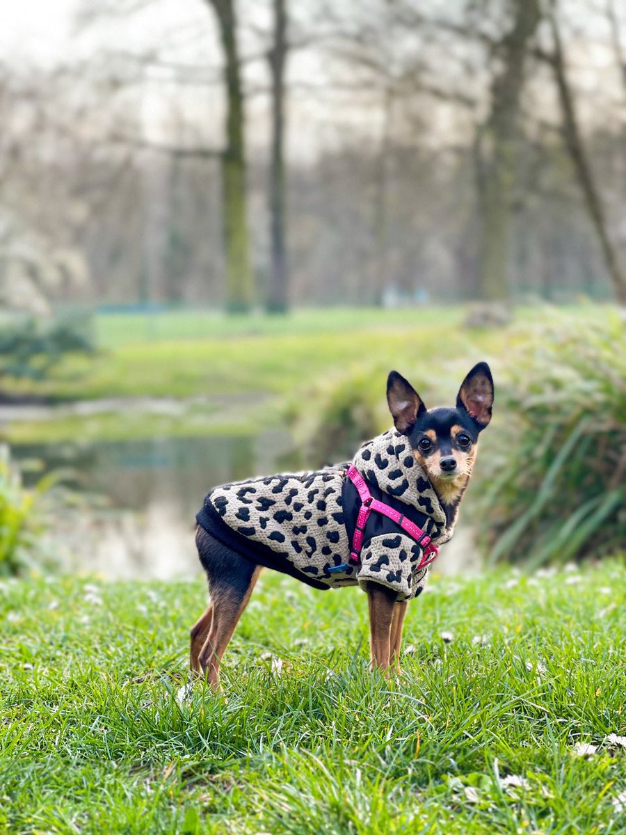 LALUDoggies's tweet photo. Perla, my flower among all flowers! 🌺 
#dogsoftwitter #dogsofinstagram #pragueratter #minpin #twitterdogcommunity #russiantoyterrier #miniaturedog https://t.co/6UxvohLw8w