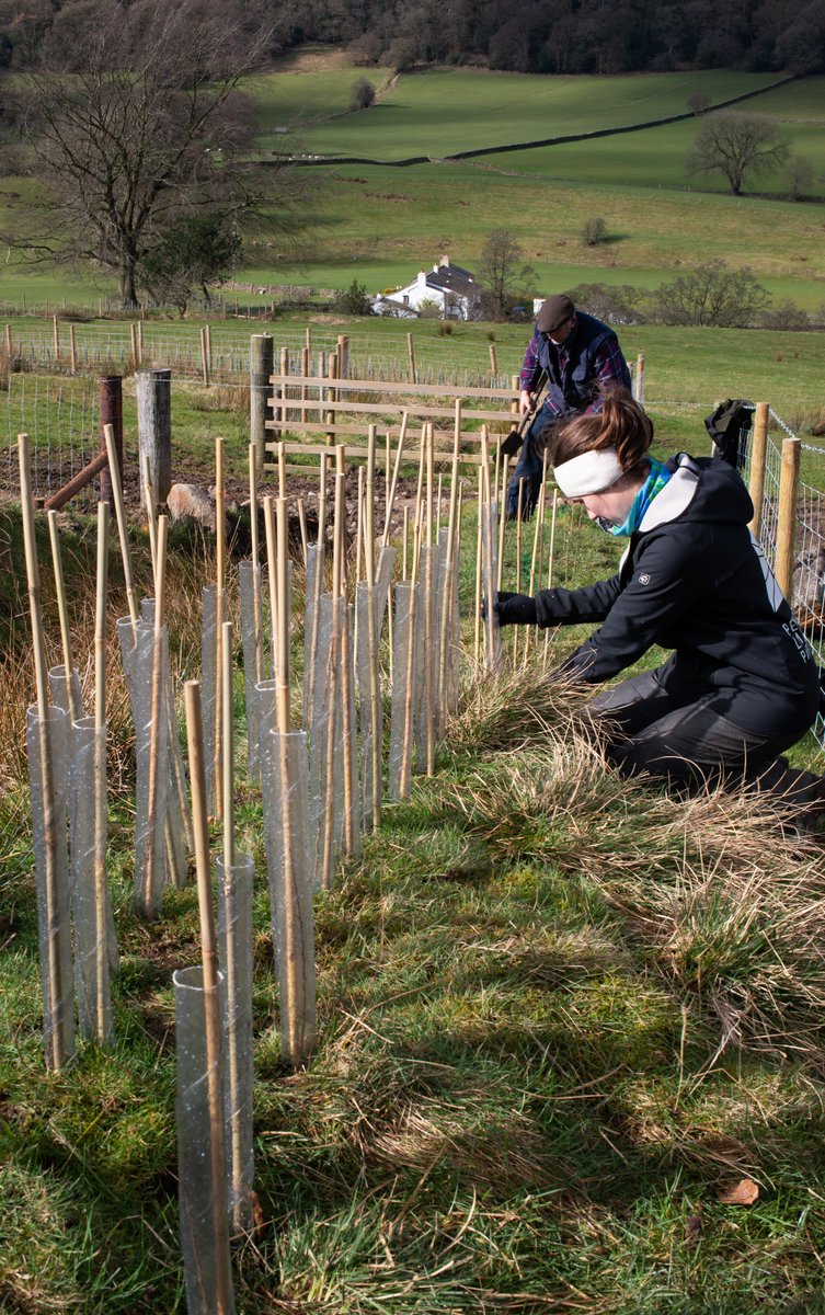 michaelfairles1's tweet photo. Replanting hedgerows (taken out 50yrs ago) with Jayne from Pendle Hill LP, volunteers, farmer and son, at Roughlee. Today 1000 Hawthorn planted, total 10000, with mixed shrubs going in next year. Beneficial to livestock and wildlife. https://t.co/3RJsrohrMH