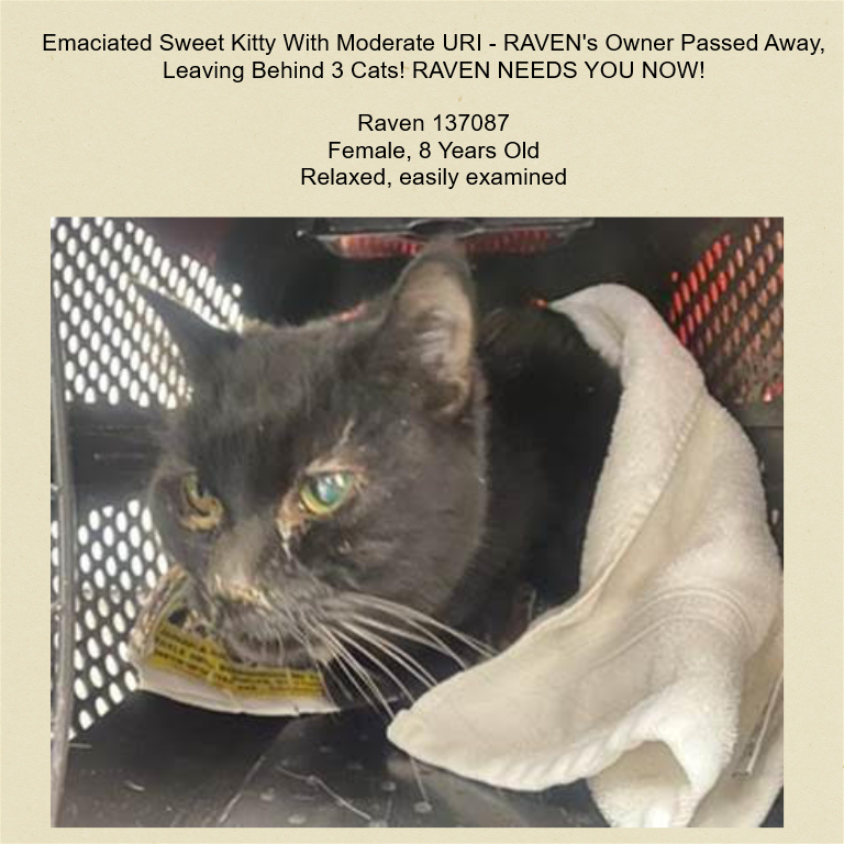 DubJH1009's tweet photo. https://t.co/cUDQ40e8bw #MustGetHelpNow #NeedsHelpASAP #PleaseDoSomething #nyc #cats https://t.co/cJlSqKpcsv