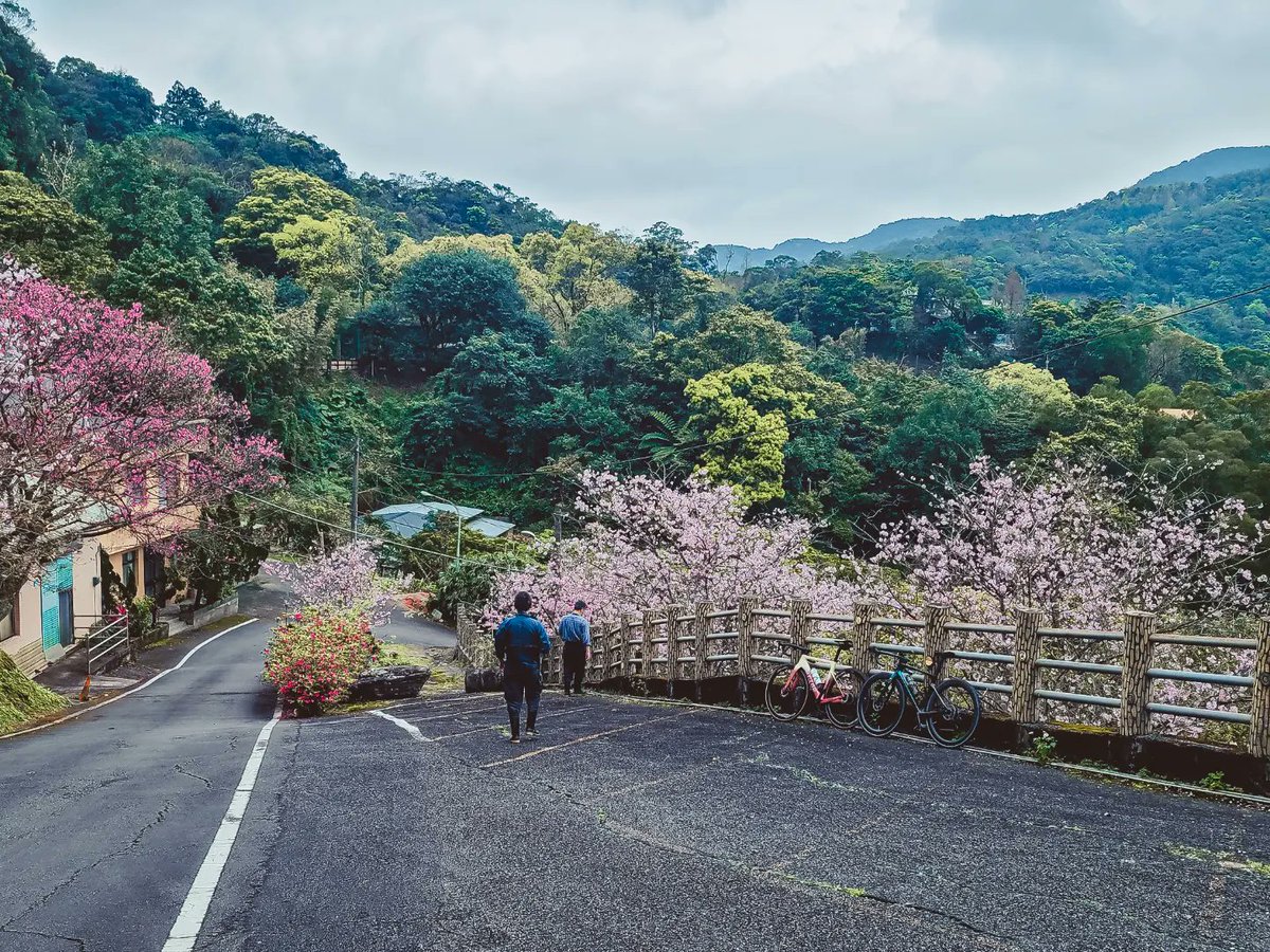 anson029's tweet photo. [spring]
默默的來到了三月天，期待著路線上的粉紅景色，結果今年似乎比想像中的少...

在回程的路上卻意外的發現開的不錯的櫻花，果然就跟人生一樣，很多事一樣不能強求...

我想該看開了。

#cyclingphotos 
#cyclingphotography
#さくら #桜
#spring #春よ来い
#factor #factorbike
#factorostro https://t.co/yGd6f3aBRw