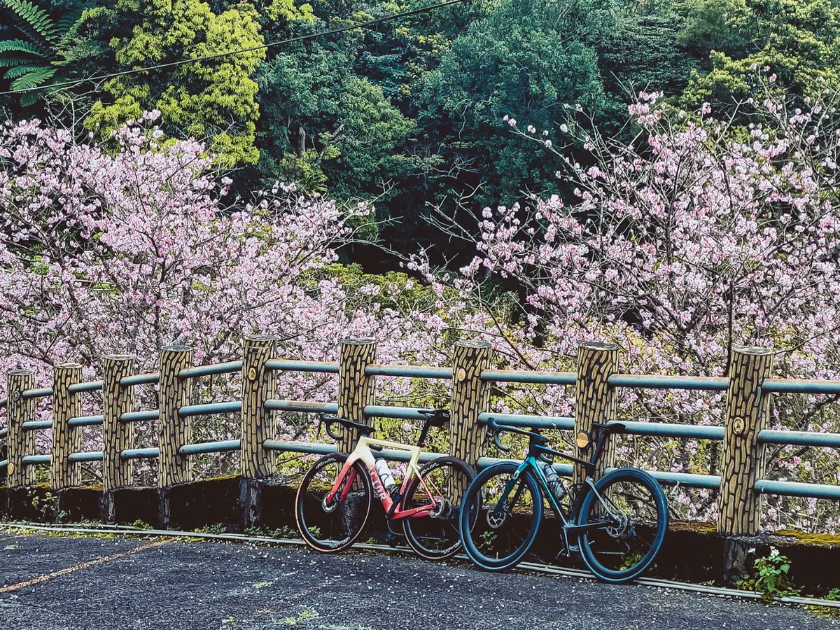 anson029's tweet photo. [spring]
默默的來到了三月天，期待著路線上的粉紅景色，結果今年似乎比想像中的少...

在回程的路上卻意外的發現開的不錯的櫻花，果然就跟人生一樣，很多事一樣不能強求...

我想該看開了。

#cyclingphotos 
#cyclingphotography
#さくら #桜
#spring #春よ来い
#factor #factorbike
#factorostro https://t.co/yGd6f3aBRw