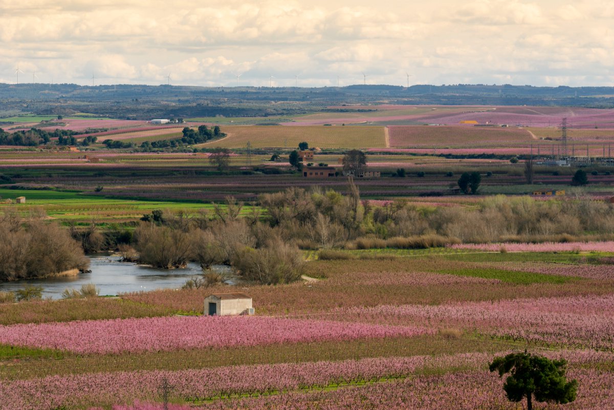 Sosesenflor's tweet photo. El riu Segre a Soses i els seus camps florits @AjSoses @SegriaTurisme @aralleida @postudelleida https://t.co/WGtTZcCNH5