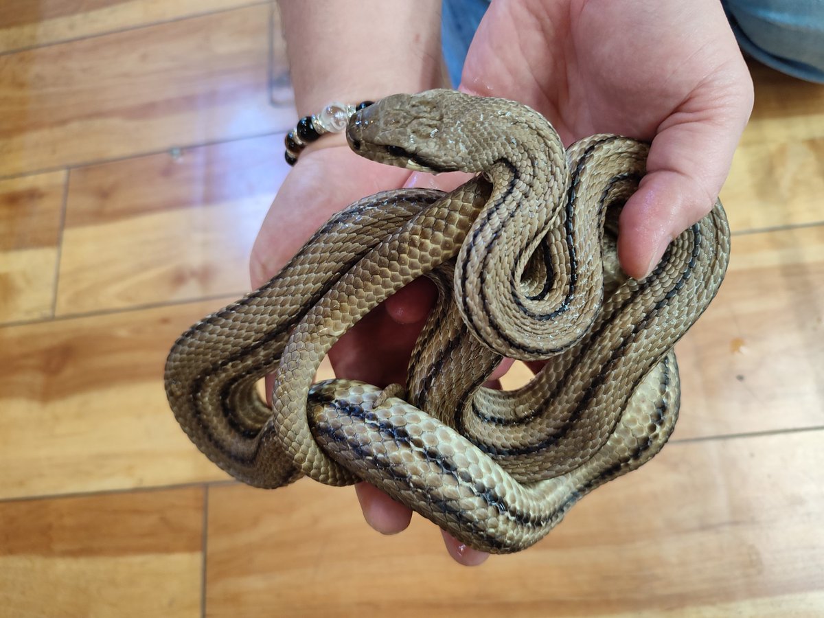 【タイリクシマヘビ】♂ Elaphe quatuorlineata 飼い込み個体入荷しております!! パット見はシマヘビですが、同サイズの ...