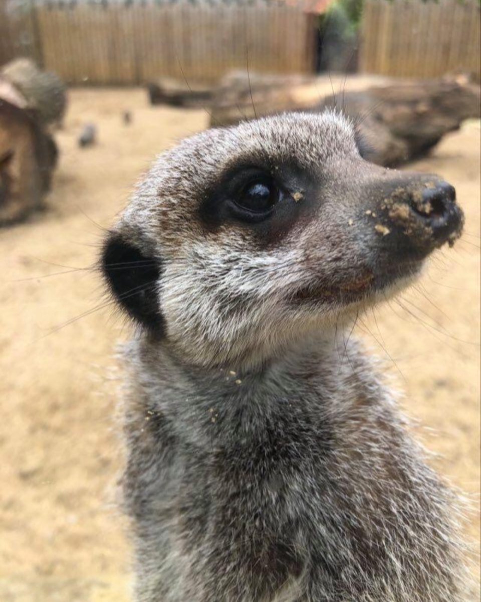 RuffleSnuffle's tweet photo. banhamzoo: It's #MeerkatMonday!

#DidYouKnow #meerkats can close their ears, and have an inner eyelid that acts like a windscreen wiper? These amazing #adaptations help keep sand and dirt away while they dig tunnels!

#animalfacts #trivia #meerkat #norfo… https://t.co/BjHgVQKZLs