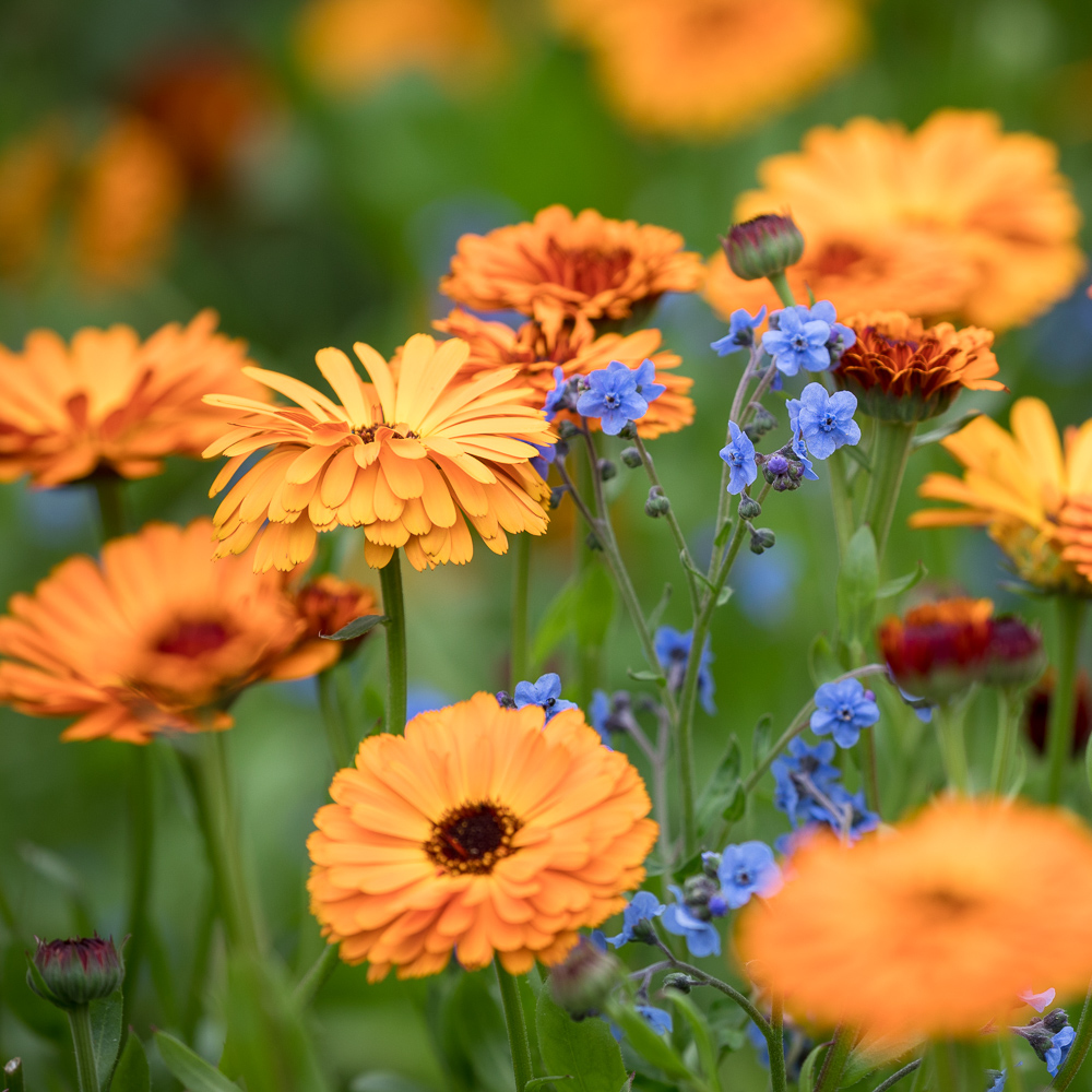 Spotlight on: Calendula officinalis ‘Indian Prince’. This has been a garden stalwart for ages, it’s easy to grow and makes a wonderful cut flower. It can also be used to make a natural skin-healing hand cream! Shop now bit.ly/3pGYFke