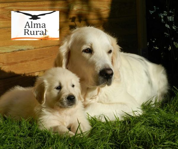 👉Aclaraciones sobre el Anteproyecto de Ley de Protección, Derechos y Bienestar de los Animales

#MundoRuralTodosUnidos
#AlmaRural 

facebook.com/AlmaRuralASDDE…