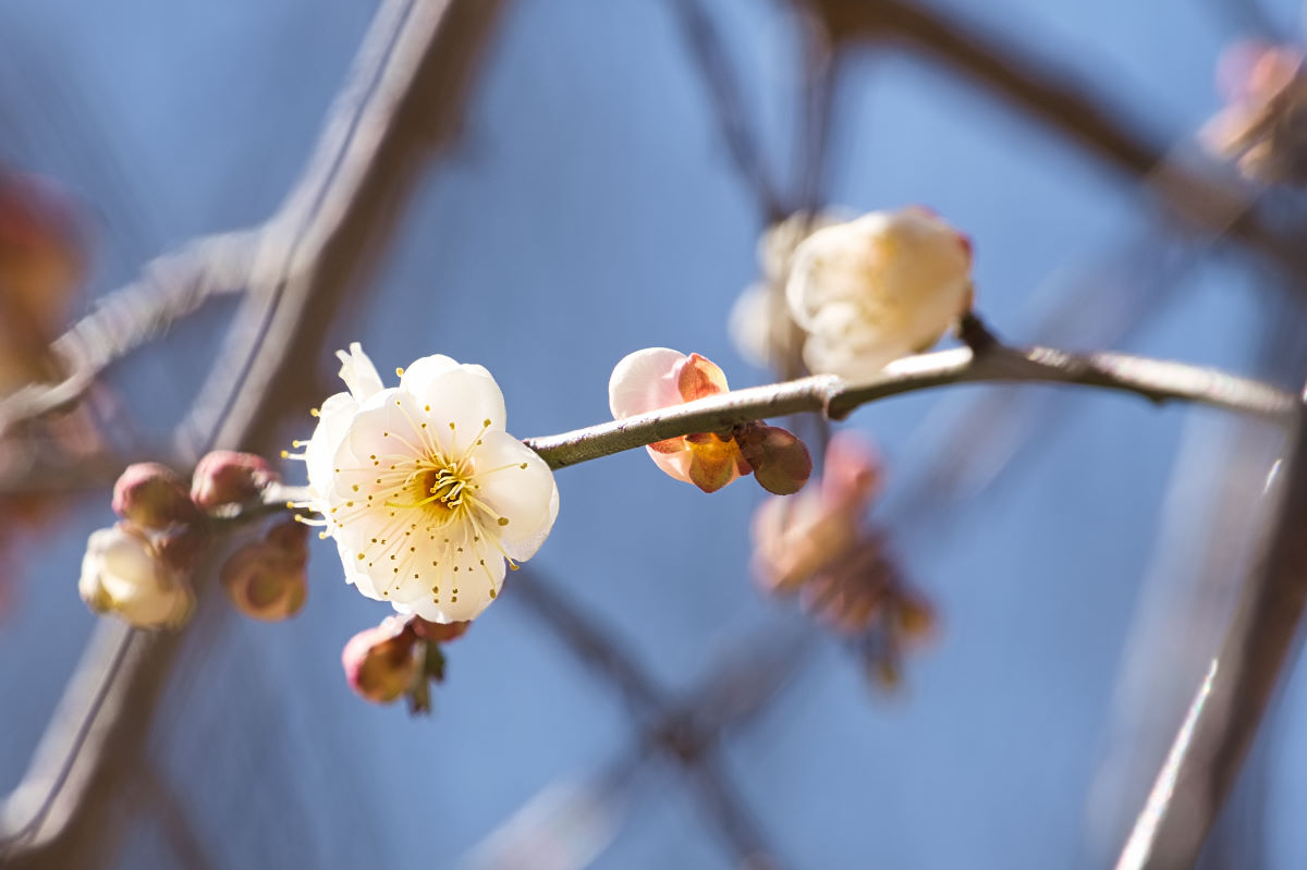 シダ植物 Twitter Search Twitter