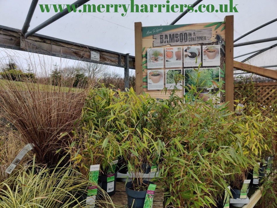 We're all starting to get our gardens ready for Spring and deciding what we will plant. Come and visit us to browse our selection of plants. We have some great potted Bamboo varieties. #bamboo #gardencentrebideford #plantsbideford 
merryharriers.co.uk/merry-harriers…