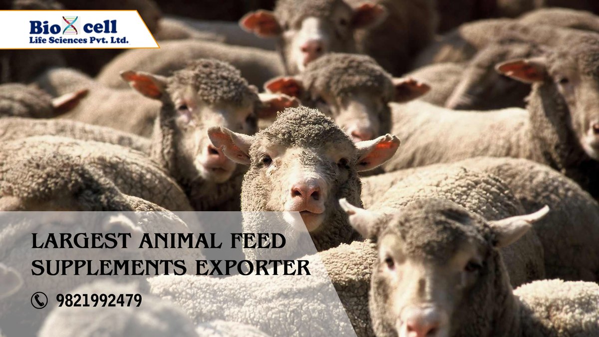 Largest Animal Feed Supplements Exporter in India.
Call at 9821992479 for a wholesale query.
#animalsupplements #animalfeedsupplements #exporter #supplements