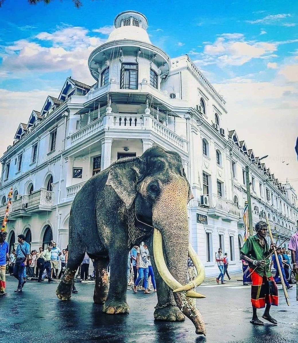 Uvinduimash's tweet photo. Rest In Peace great Tusker! 
(1953-2022)

A massive loss for the country!🇱🇰

#RestInPeace #raja #NadungamuweRaja https://t.co/kwas39Bq56