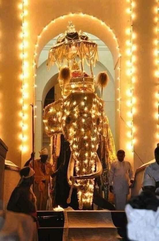 Uvinduimash's tweet photo. Rest In Peace great Tusker! 
(1953-2022)

A massive loss for the country!🇱🇰

#RestInPeace #raja #NadungamuweRaja https://t.co/kwas39Bq56