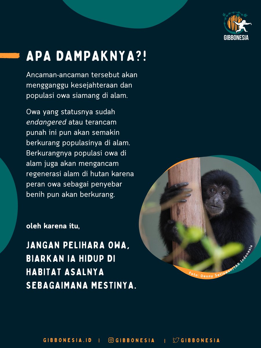 gibbonesia's tweet photo. #KawanOwa sudah tahu belum kalau ancaman-ancaman tersebut memiliki dampak buruk untuk kesejahteraan owa? https://t.co/ILB4fgPHTH