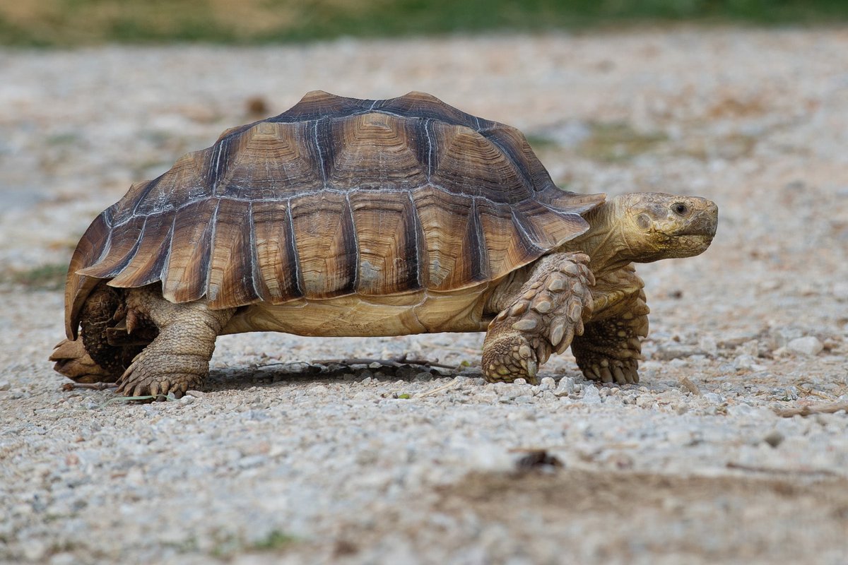 Côme Delanery tweet media