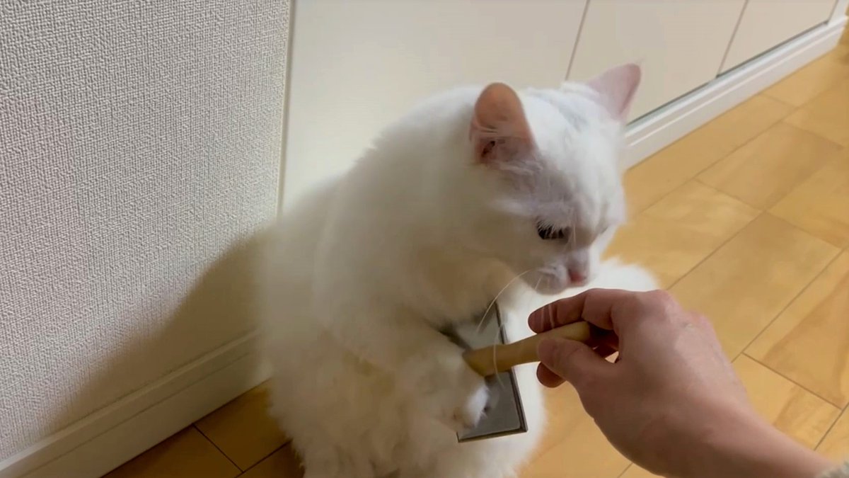 meow_circle's tweet photo. Catch the brush tightly🤣
I can't brush…
#cat #munchkin #cute https://t.co/PbDKKcAIks