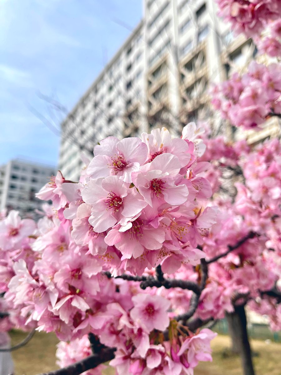 tokyovisite's tweet photo. Tokyo est passé en mode sakura🌸 https://t.co/u58KksiOqG