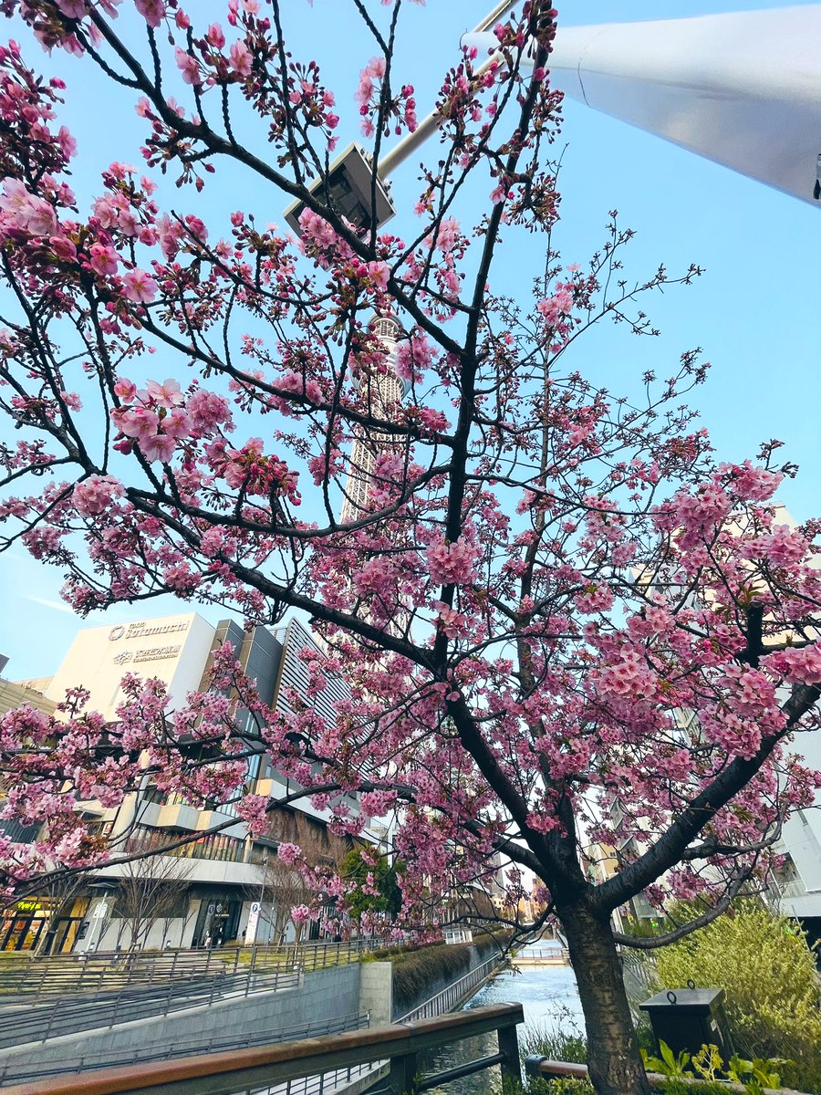 tokyovisite's tweet photo. Tokyo est passé en mode sakura🌸 https://t.co/u58KksiOqG