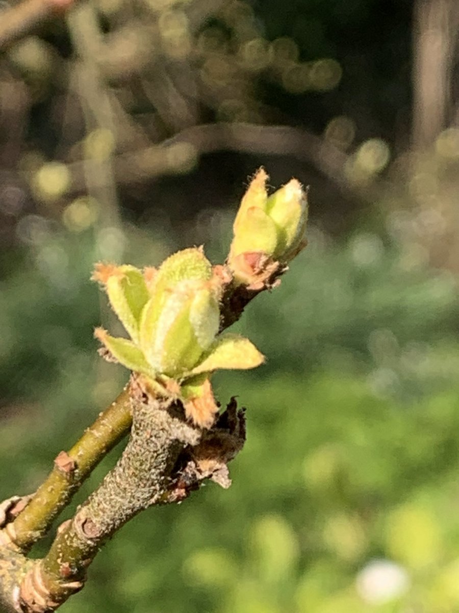 papaver's tweet photo. On the blog https://t.co/W3TZ8ixlPs this month's #treefollowing update finds that the green touch paper has been lit.... #gardeningblog #gardenblog #gardening #quincetrees #fruittrees #MondayMotivation #MondayBlogs https://t.co/uRgSvN7uR2