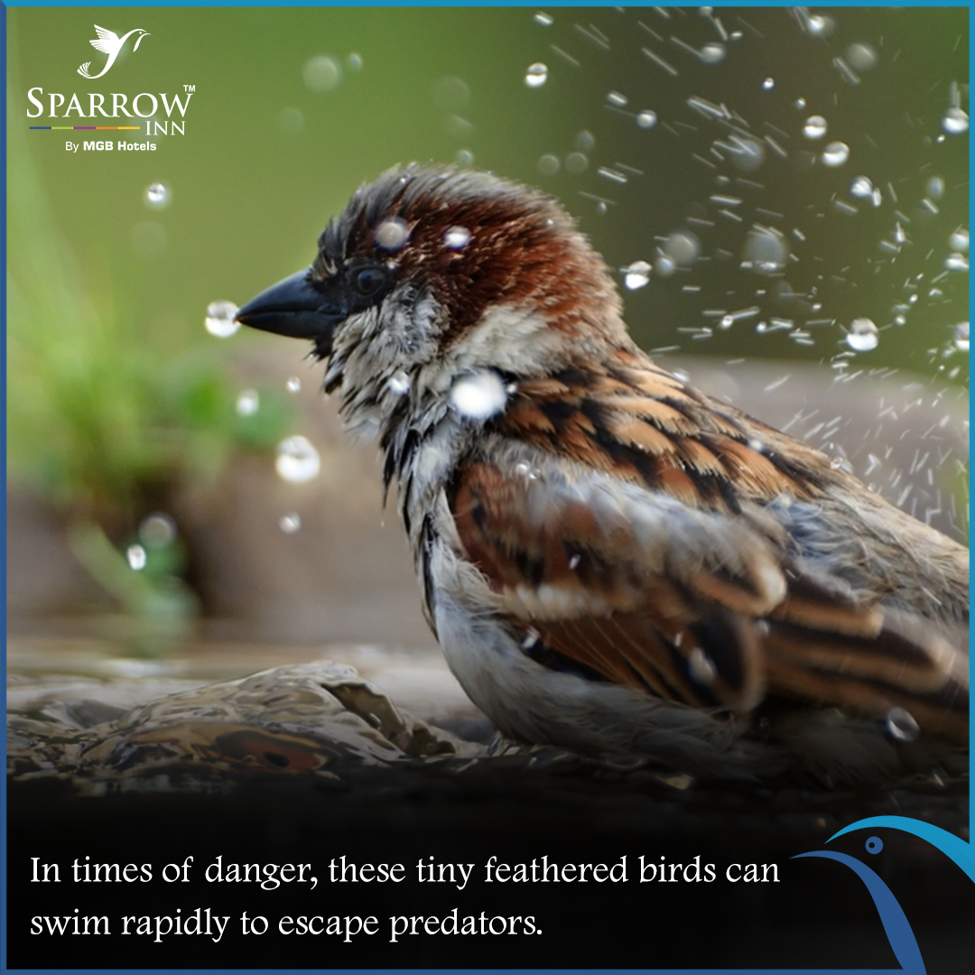 sparrowinn's tweet photo. Did you know this amazing fact about the
#Sparrows?

#SparrowInnbyMGBHotels #SparrowInn
#HotelsInAlwar #HotelsinRajasthan #Weekend
#FactAboutSparrow #AmazingCreatures #SparrowBirds #MGBGroup https://t.co/kyzHXFi5UL