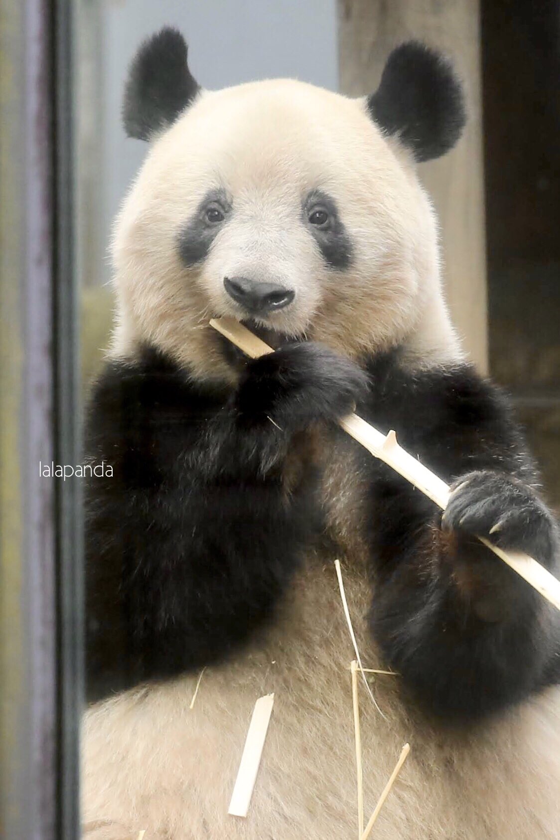 Lalapanda Twitterissa 大きくなっても いつまでたっても 可愛い子はやっぱ可愛い シャンシャン 会いたいよシャンシャン T Co Qr3pwrrrsp Twitter