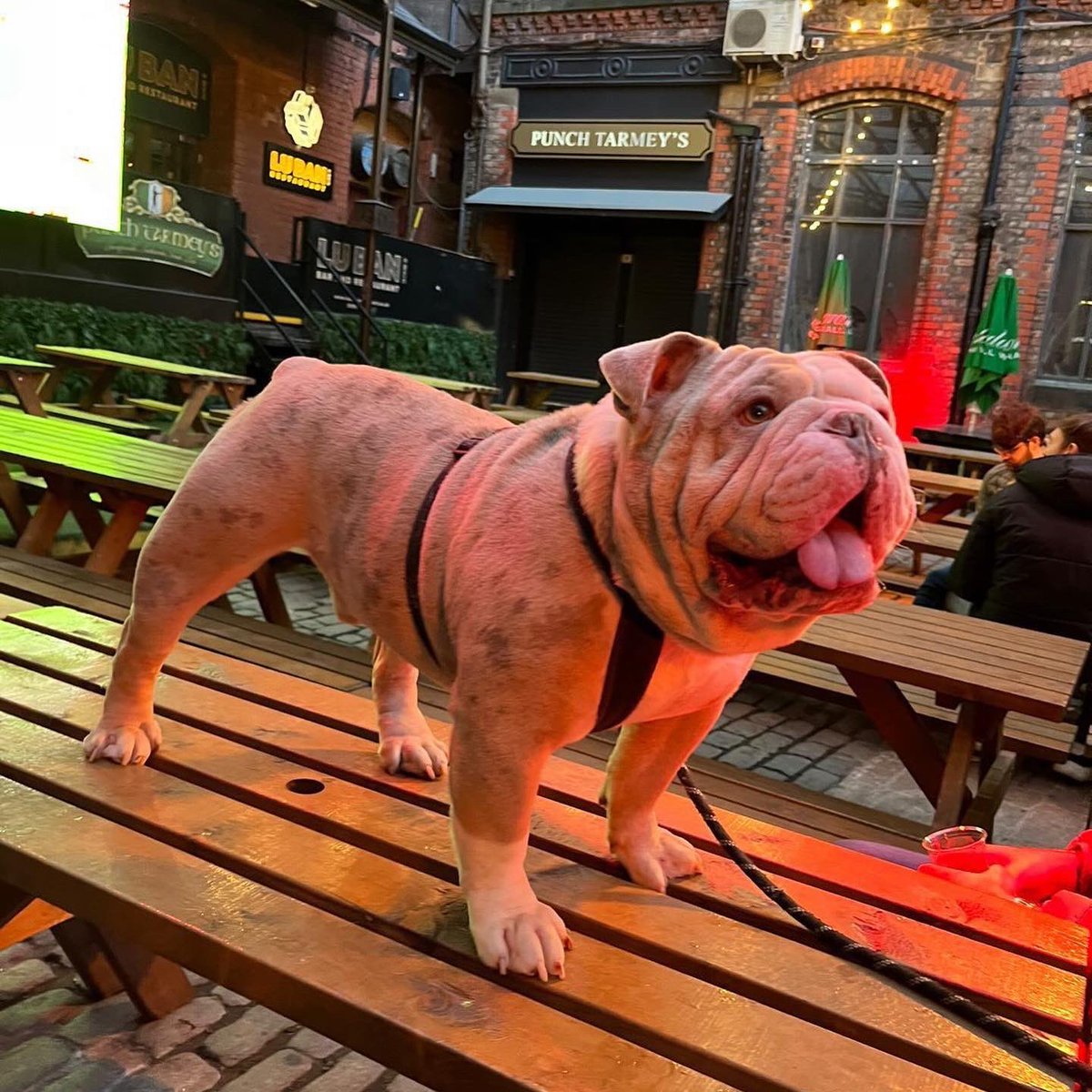 TarmeysPunch's tweet photo. Feeling Ruff after the weekend? 😂🐾
This little fella had a great time in our courtyard this Sunday..
Our doors are open! Pop down for curer 🍺 or the hair of the dog! 😅
https://t.co/uTei94P1G6
#dogfreindlypub #dogfreindly #dogfriends #dogoftheday #liverpooldogs #doglife https://t.co/kARI73eu9e