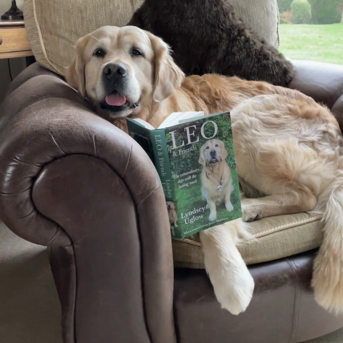 LeoandFriendsTD's tweet photo. Exciting week ahead!
I’ll be back @Crufts on Sunday.  This time to do a book signing of my book ‘Leo &amp; Friends the healing touch’  Details in the pics….do come and say hello! 🐾🐾

#booksigning #AuthorsOfTwitter #dogsoftwitter @HarperCollinsUK @TheKennelClubUK https://t.co/3jDaY1vLH2