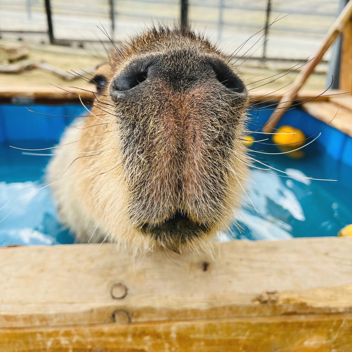 カピバラの
みいちゃん（１枚目）と
お風呂に浸かっている
ひいちゃん（２枚目）

見てください✨この

小さいお耳
大きい手足
つぶらな瞳
綺麗な毛並み
鼻の下長すぎ

めちゃくちゃ可愛いですよね💕
え？悪口あった？気のせいです笑

#カピバラ #全部 #尊い #お風呂好き #ハーベストの丘
