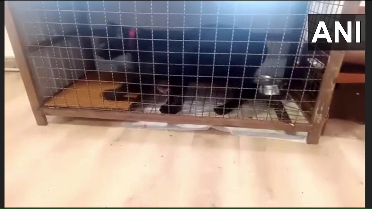 ANI's tweet photo. Donbas | An Indian doctor Girikumar Patil famously known as Jaguar Kumar refuses to leave Ukraine without his pet jaguar &amp; panther

"I called Embassy but didn't get a proper response. My place is surrounded by Russians but I'm trying my best. I treat them like my kids," he says https://t.co/Ou5bT4bsN3