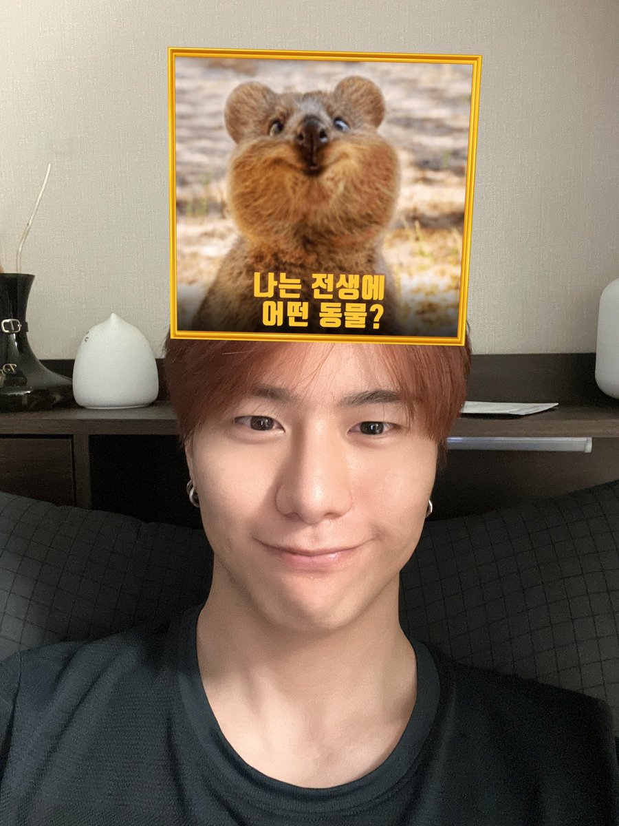 강승식 쿼카 맞다니까 인공지능도 인정한 쿼카 인간