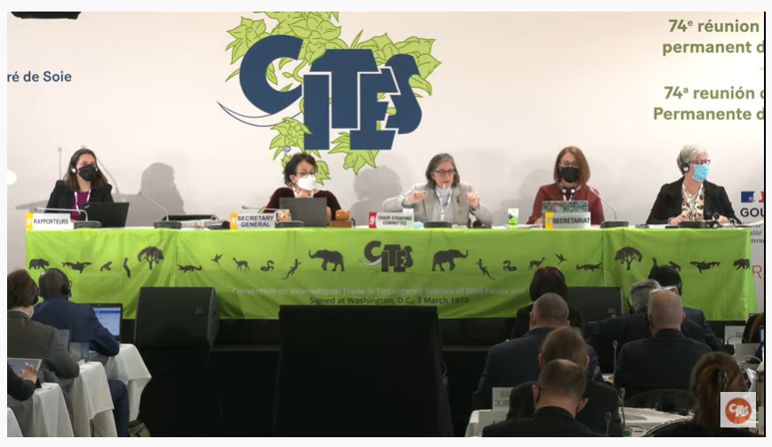 ethiogreenideas's tweet photo. በወሳኝ የዱር እንስሳት ጉዳዮች ላይ የሚመክረው የ(CITES) ቋሚ ኮሚቴ 74ኛውን ስብሰባ ከሰዓታት በፊት ��ካሄድ ጀምሯል፡፡
@CITES
#wildlife #conservation #biodiversity #UnitedNations #climate https://t.co/xE4vgU7ez1