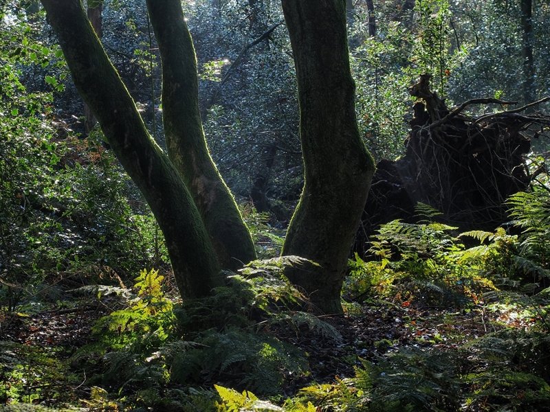 _Prolander's tweet photo. Loopkevers vertellen meer dan je denkt! Ruim 60 jaar lang is onderzoek gedaan naar deze bijzondere bewoners van het #Mantingerbos. Benieuwd naar de resultaten? Lees ze hier: https://t.co/CJ9EiWDZjS https://t.co/4eD4PyXuDP