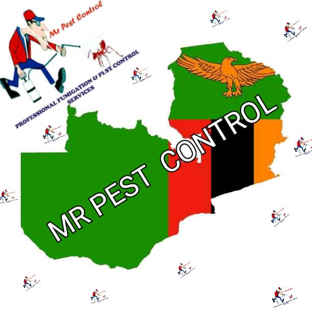 MrPestContro's tweet photo. @Truecaller For all your professional fumigation and pest control services. 🦎🦗🐞🐝🐜🐛🕷🕸🦂🦋🐌🐚🦀🦞🦐🦑 🐀 🐭 🐁 🪳 
Call +260 977 992035, 0 968 932799. mrpestcontro@gmail.com https://t.co/EH9LiFZDMQ
