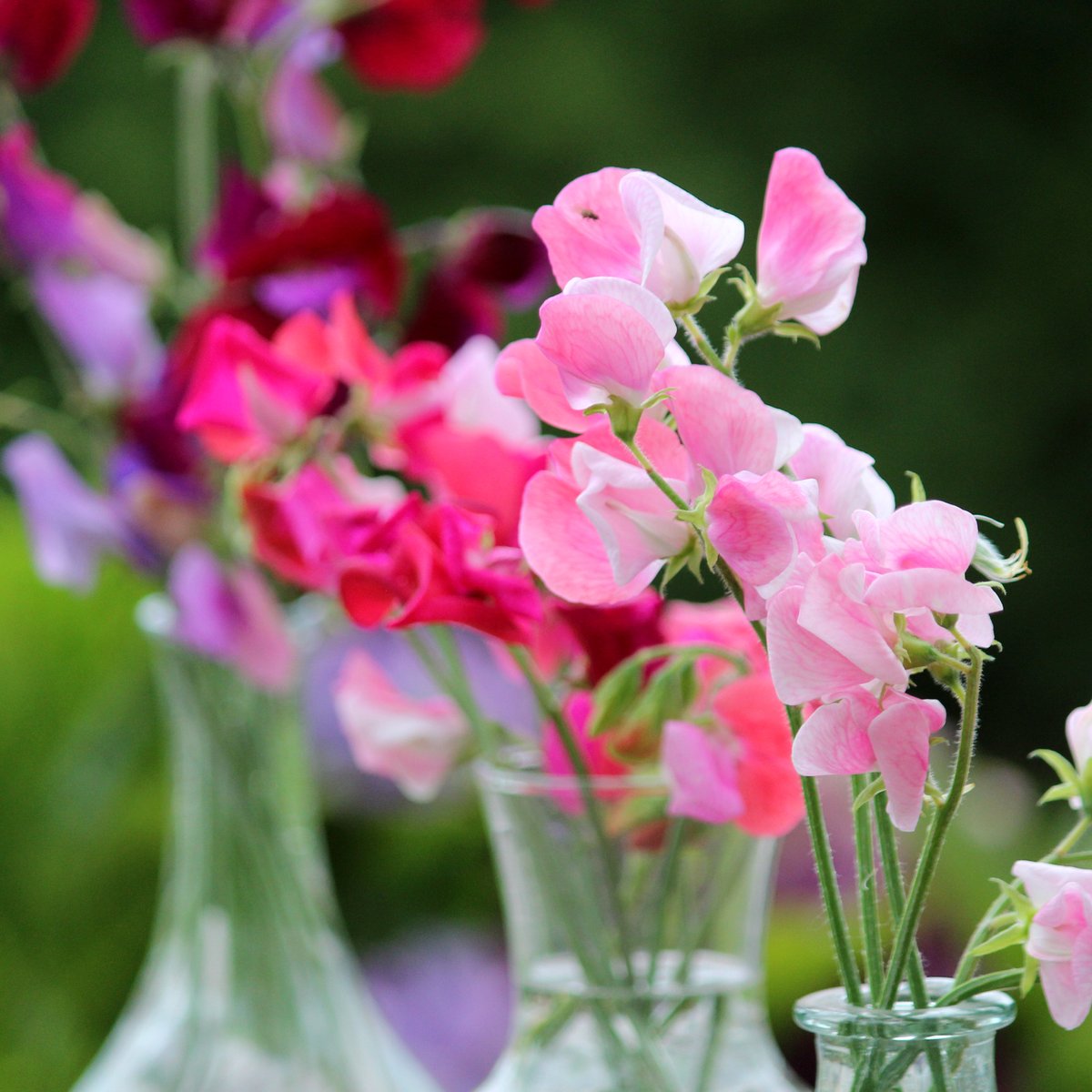 Tuinhappy's tweet photo. Nu tijd om Lathyrus te zaaien en straks boeketjes heerlijk geurende bloemen te plukken. Lees ons tuinblog over #Lathyrus op https://t.co/NH927OrdoR https://t.co/hvVUrT5SAz
