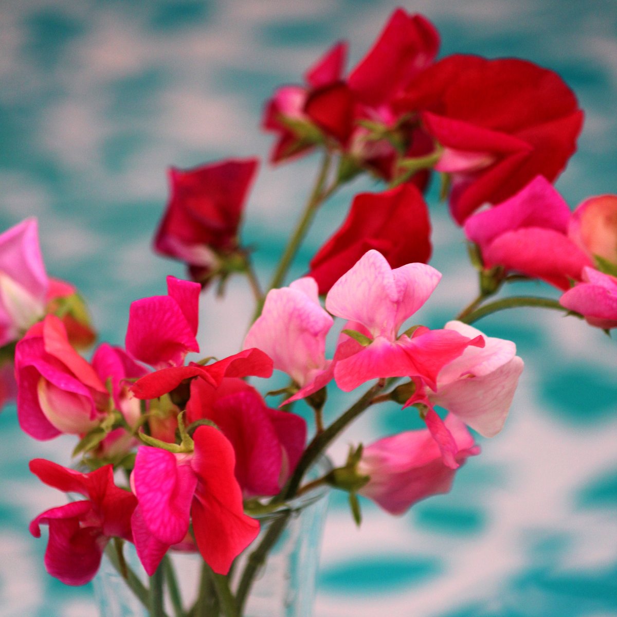Tuinhappy's tweet photo. Nu tijd om Lathyrus te zaaien en straks boeketjes heerlijk geurende bloemen te plukken. Lees ons tuinblog over #Lathyrus op https://t.co/NH927OrdoR https://t.co/hvVUrT5SAz