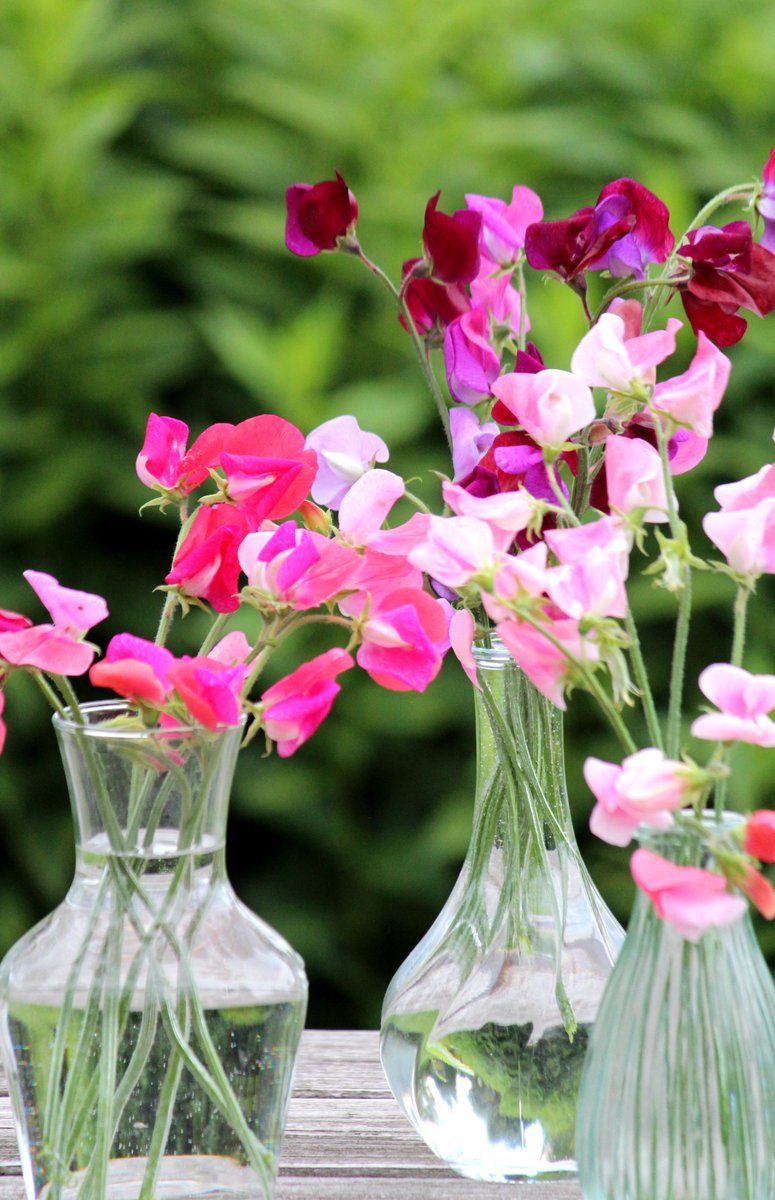 Nu tijd om Lathyrus te zaaien en straks boeketjes heerlijk geurende bloemen te plukken. Lees ons tuinblog over #Lathyrus op tuinhappy.nl/lathyrus/