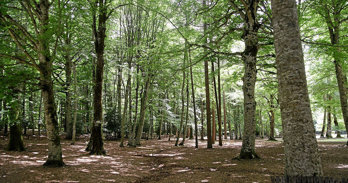 FrancescoSuman1's tweet photo. La Strategia Forestale Nazionale valorizza nuovi usi del legname nella #bioeconomia, #biotessile e #bioplastiche, oltre che usare meno biomassa a fini #energetici grazie a dispositivi #efficienti
#SFN e nuovi mercati del #legname 👇 con Davide Pettenella
https://t.co/0MHRr6Pjvf https://t.co/4vtdBGBg4k
