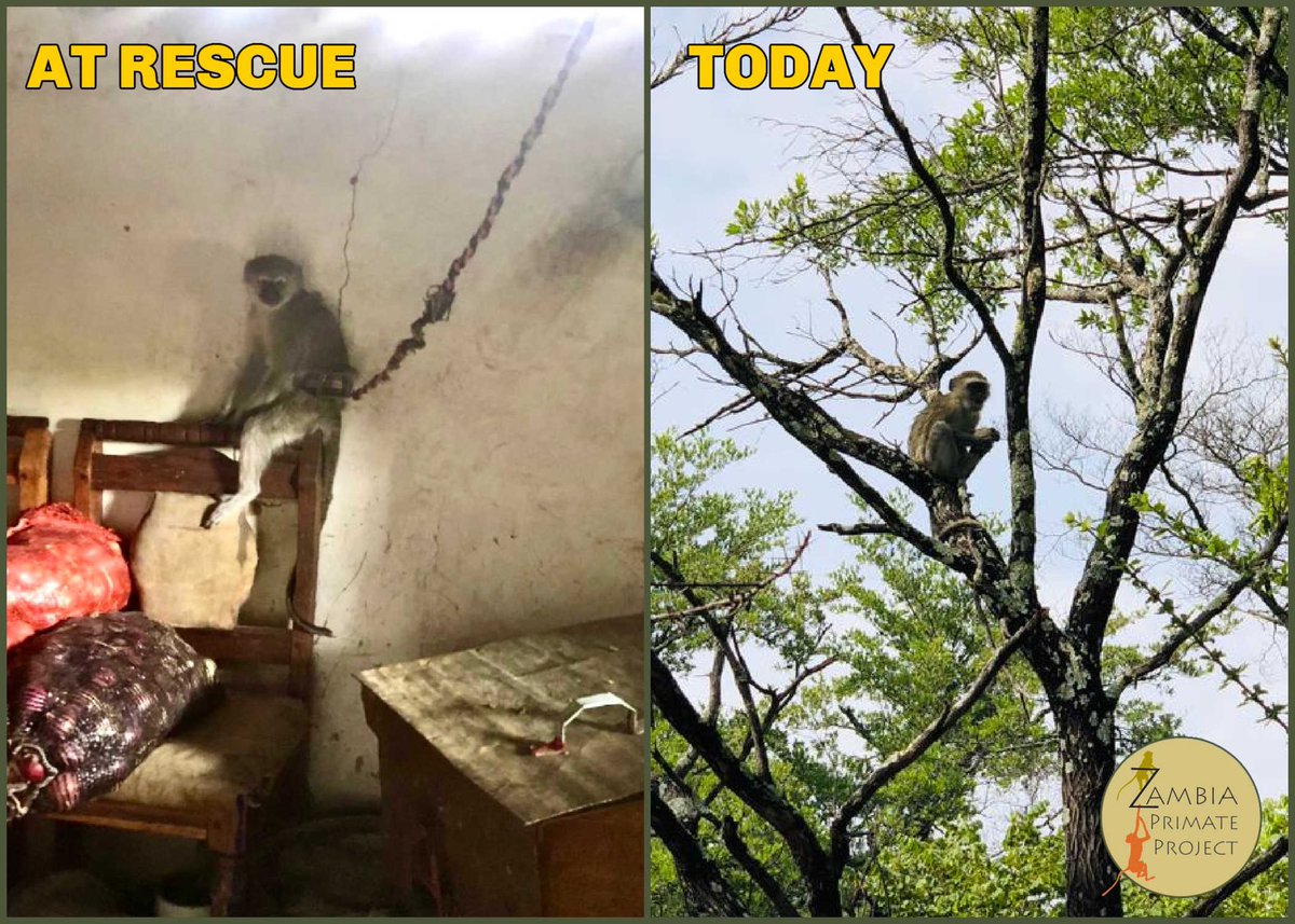 What a difference ZPP makes! Paula was a juvenile vervet monkey chained for 2 years since being a baby, in a dark room, illegally kept, alone. ZPP rescued Paula, and  after her rehab process, Paula was released this past October in Kafue National Park with our troop of vervets 💚
