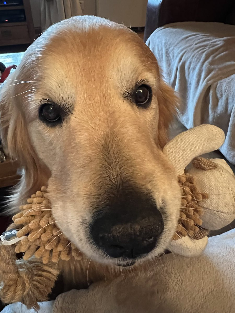 Oscar and Leo Muddy Paws tweet media