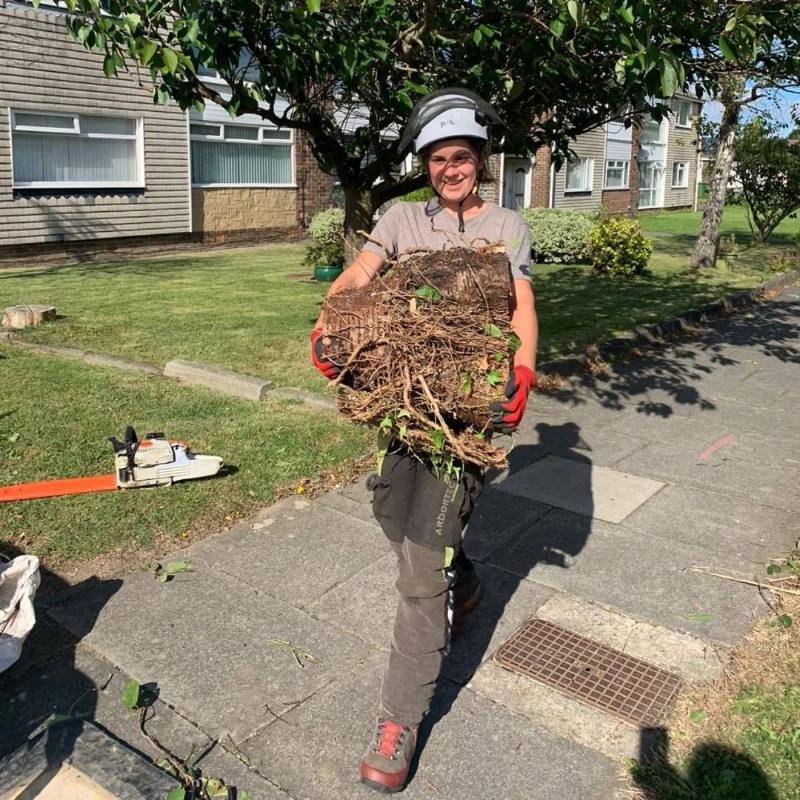 Ncl Tree Services tweet media