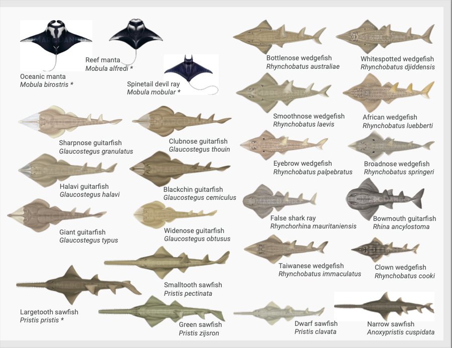WCSsharks's tweet photo. New tools to prevent illegal shark and ray trade! Launched on the first day of @CITES standing committee, a new collaboratively developed 3 part guide series covers the regularly traded products from all 44 #CITES listed sharks &amp; rays:
https://t.co/mbrezY4EEo https://t.co/IbPCOKuNkr