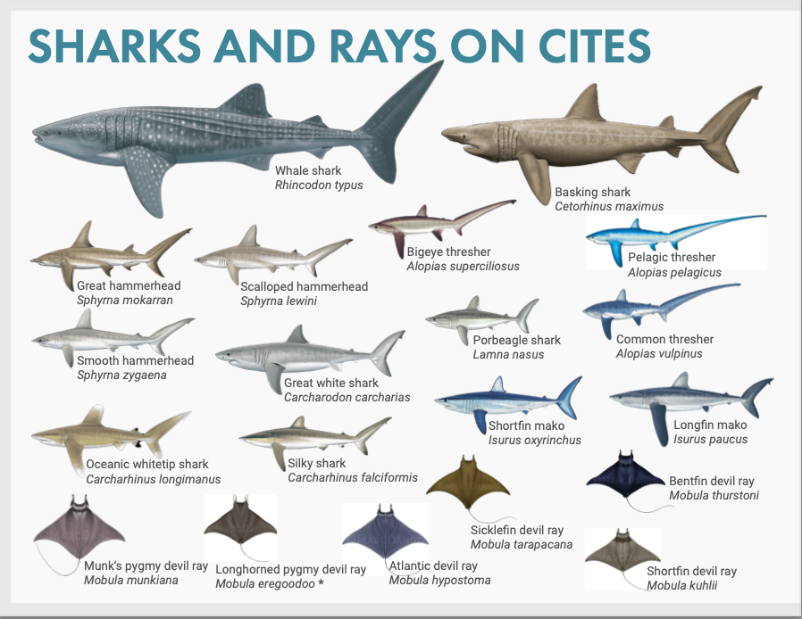 WCSsharks's tweet photo. New tools to prevent illegal shark and ray trade! Launched on the first day of @CITES standing committee, a new collaboratively developed 3 part guide series covers the regularly traded products from all 44 #CITES listed sharks &amp; rays:
https://t.co/mbrezY4EEo https://t.co/IbPCOKuNkr