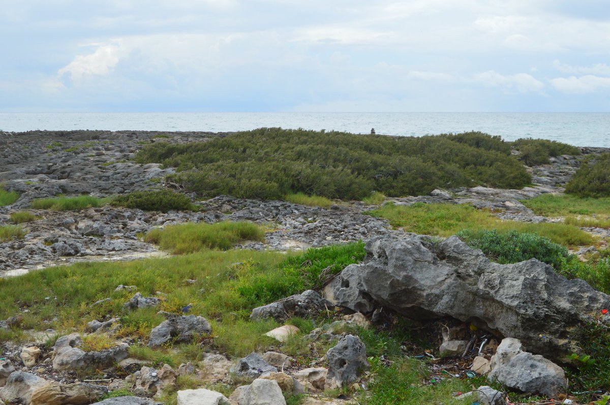 This land and rock formation in Cozumel Mexico was created by Convergent plates colliding. #Apesland <a href="/franklinlorax/">APES Project Lorax</a>