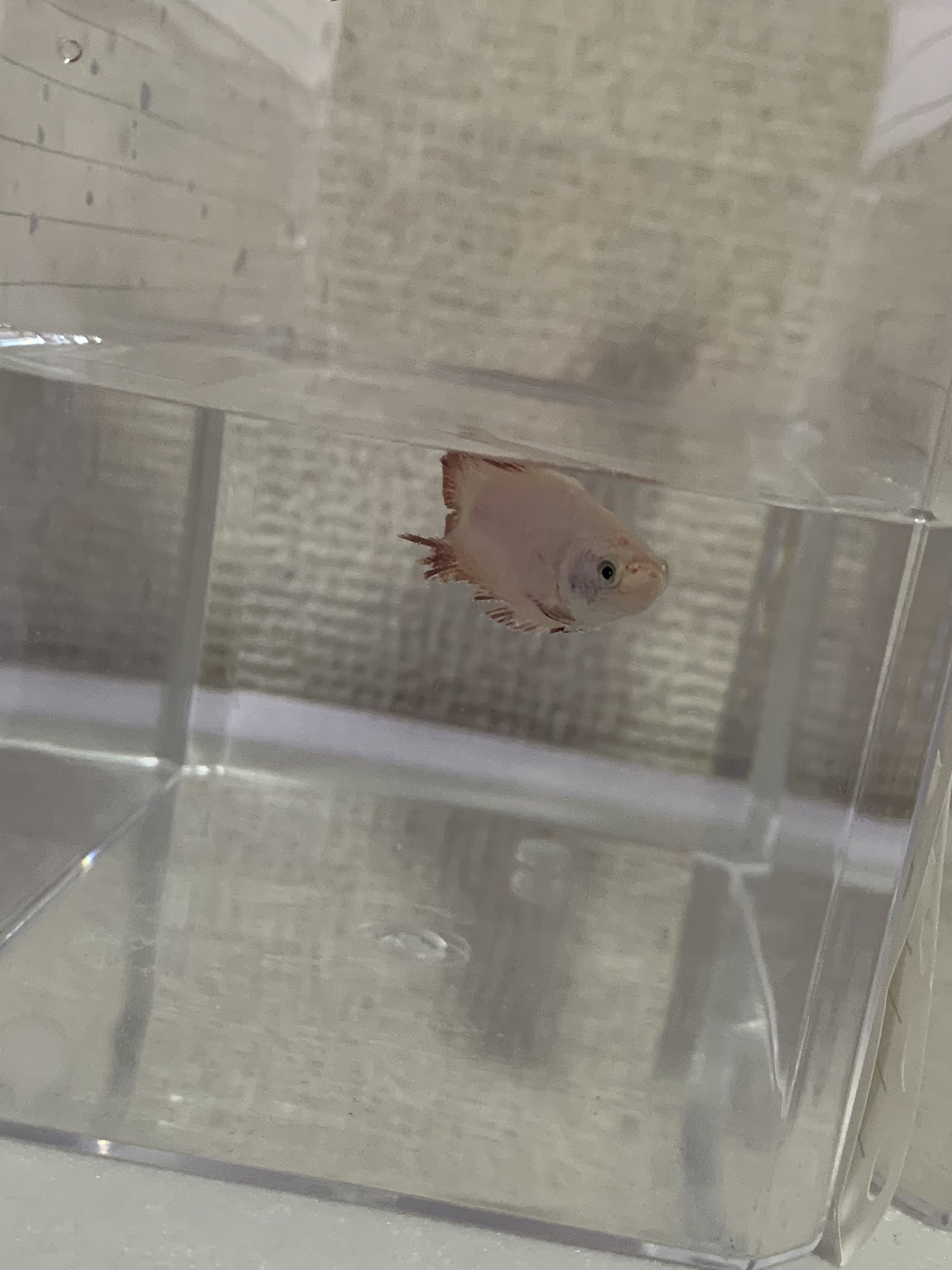 つるりん なんと 卵生まれてました 泡巣少ないから一生懸命くっつけてます ピンクちゃんヒレがボロボロだけど元気です この後孵化してからも気を抜かず頑張ります ベタ ベタ繁殖 T Co Xg2ocoqrdi Twitter