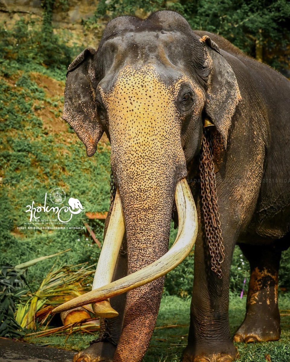 TMirissa's tweet photo. Tribute to Nadungamuwa Raja! 🙏🙏🙏
#SriLanka #NadungamuweRaja #SriDaladaMaligawa https://t.co/HUTTNrmPnm