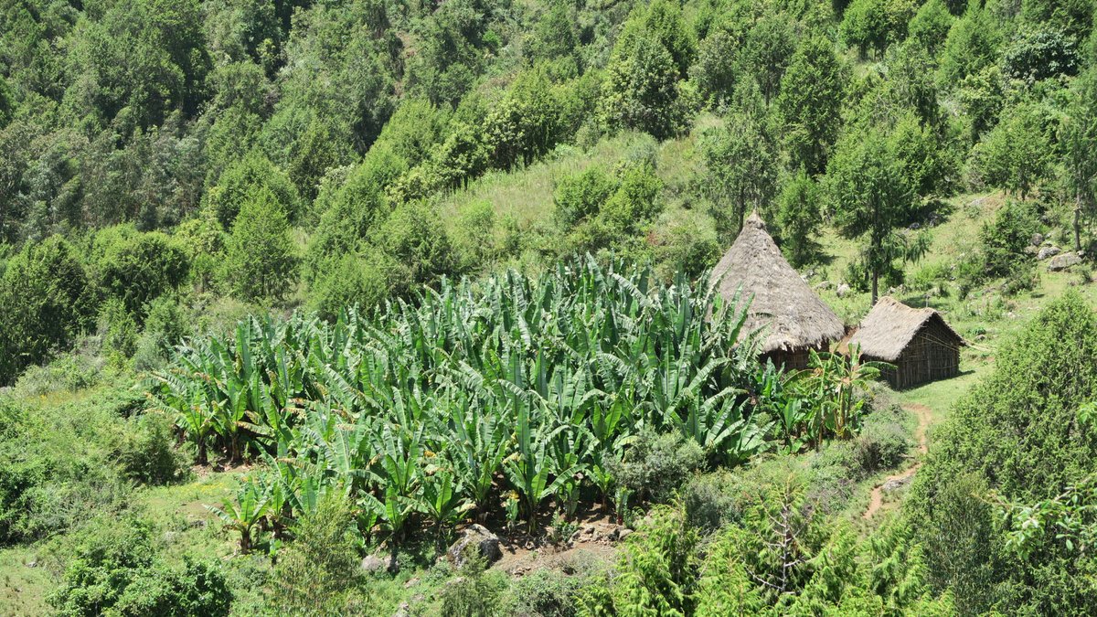 GlobalFood_Camb's tweet photo. Join us on 11 March at 2 pm, GMT, to listen to Dr James Borrell (Kew Gardens) discussing the following topic:

#Ethiopia and 'the tree against hunger': Strategies for unifying wild and #agrobiodiversity #conservation?

More information here: https://t.co/y12MSFRCb7 https://t.co/o8wGgDpdRW