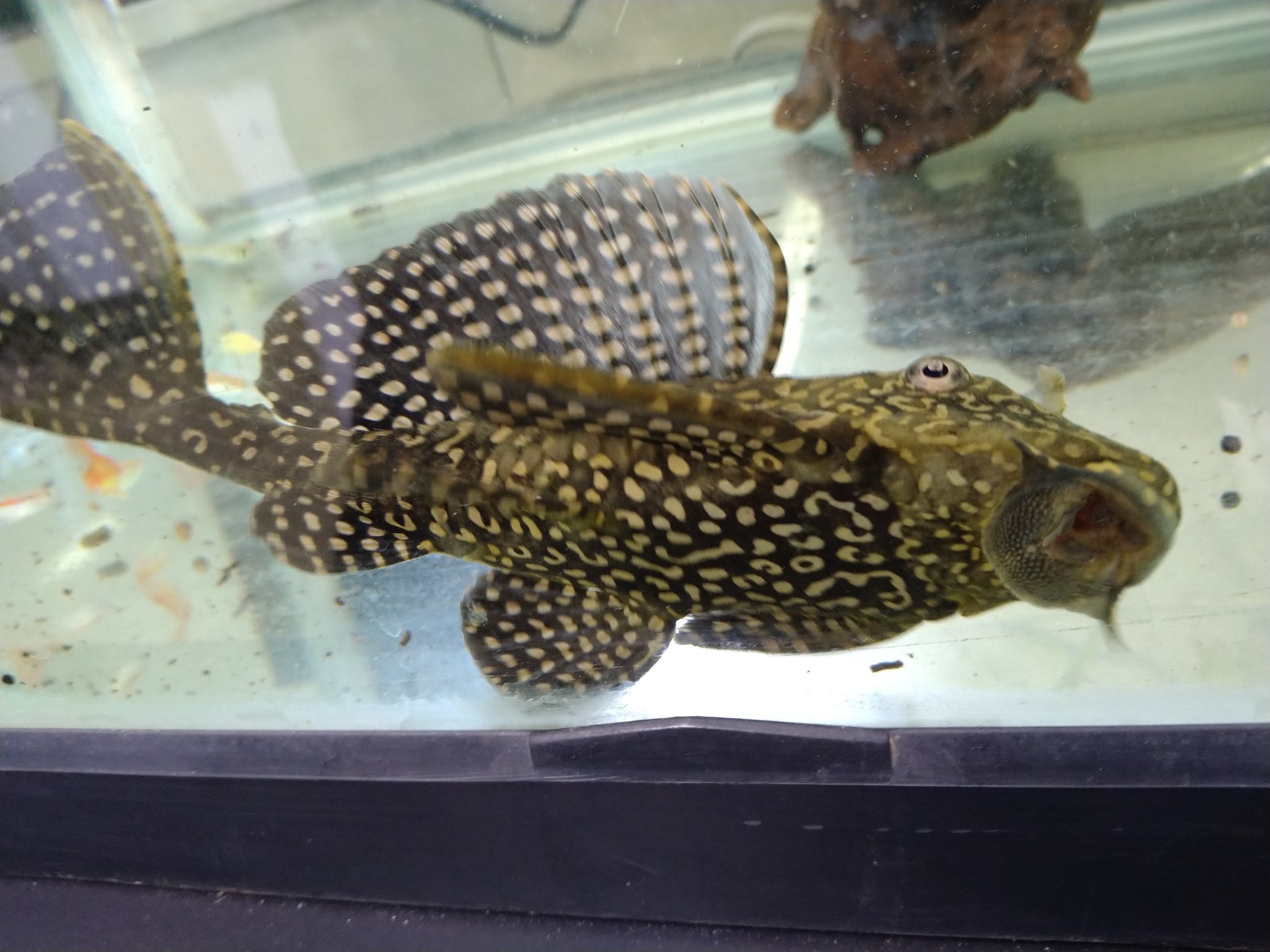 セルフィンプレコ Twitter Search Twitter