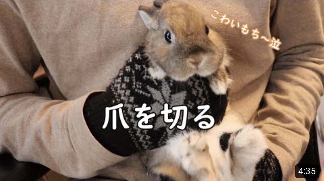 うさぎ爪切り Twitter Search Twitter