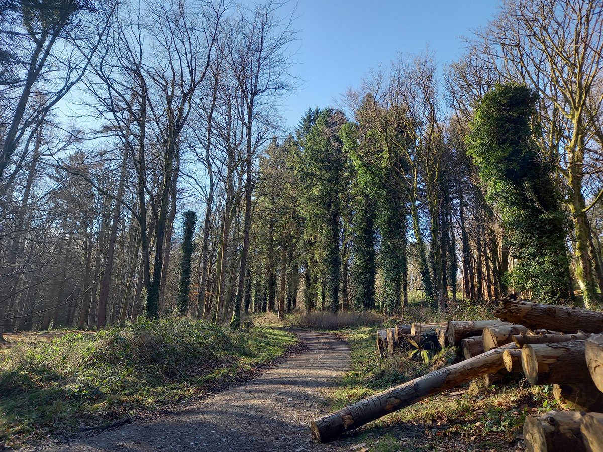 The Wild Massy 🌳 tweet media