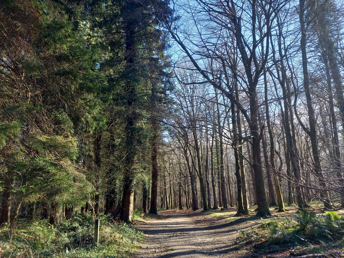 The Wild Massy 🌳 tweet media