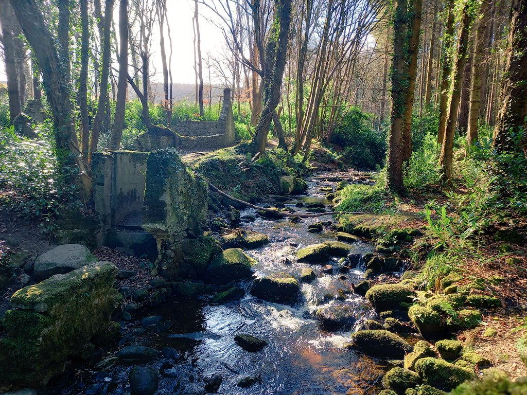 The Wild Massy 🌳 tweet media